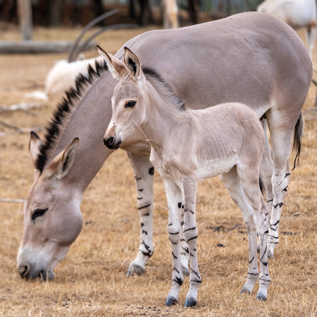 Somali wild ass foal born at Woburn Safari Park 